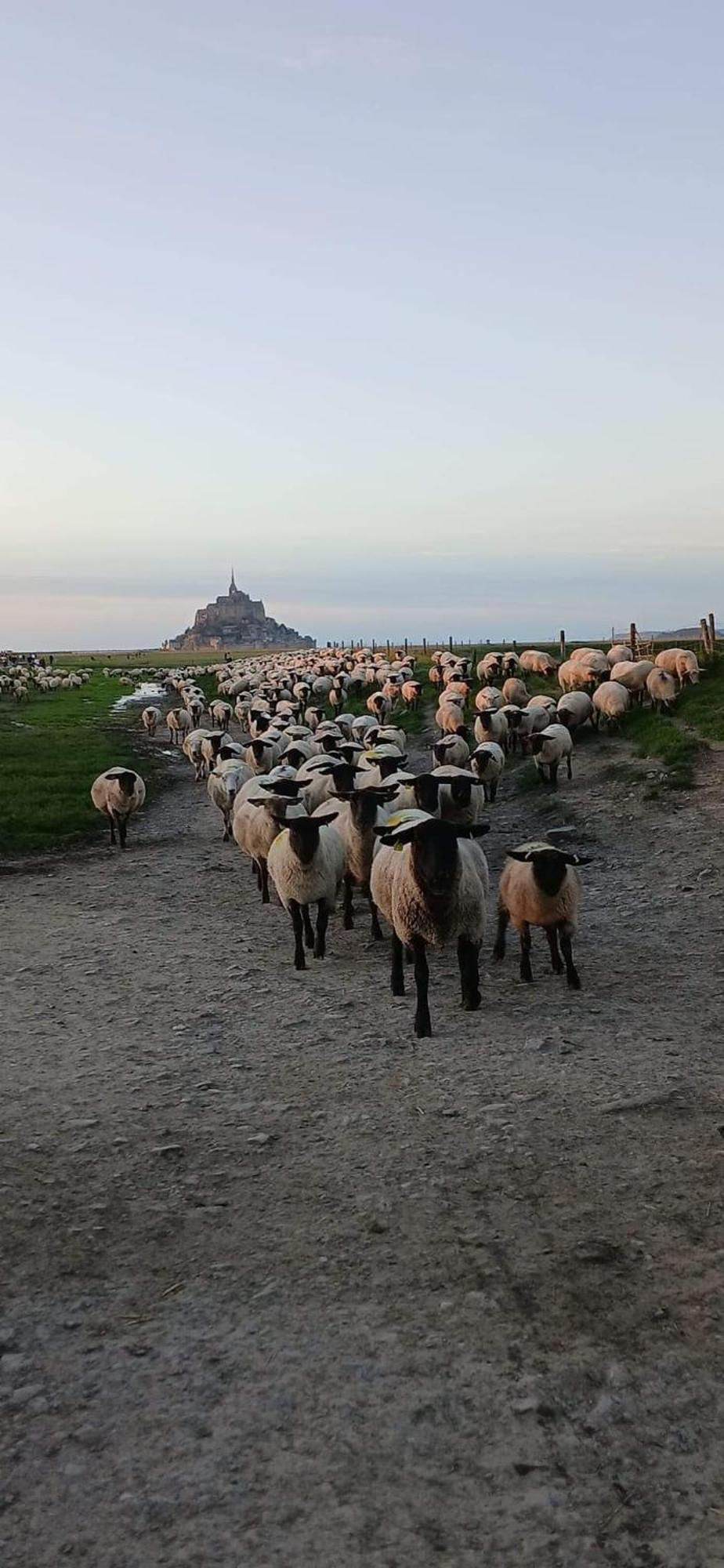 Vila Vue Exceptionnelle Sur Le Mont Saint Michel Huisnes-sur-Mer Exteriér fotografie